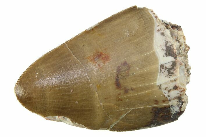 Serrated, Fossil Phytosaur (Redondasaurus) Tooth - New Mexico #284279